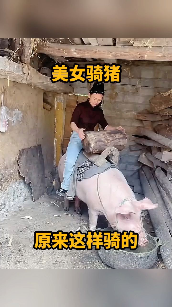 美女骑猪,原来这样骑的!