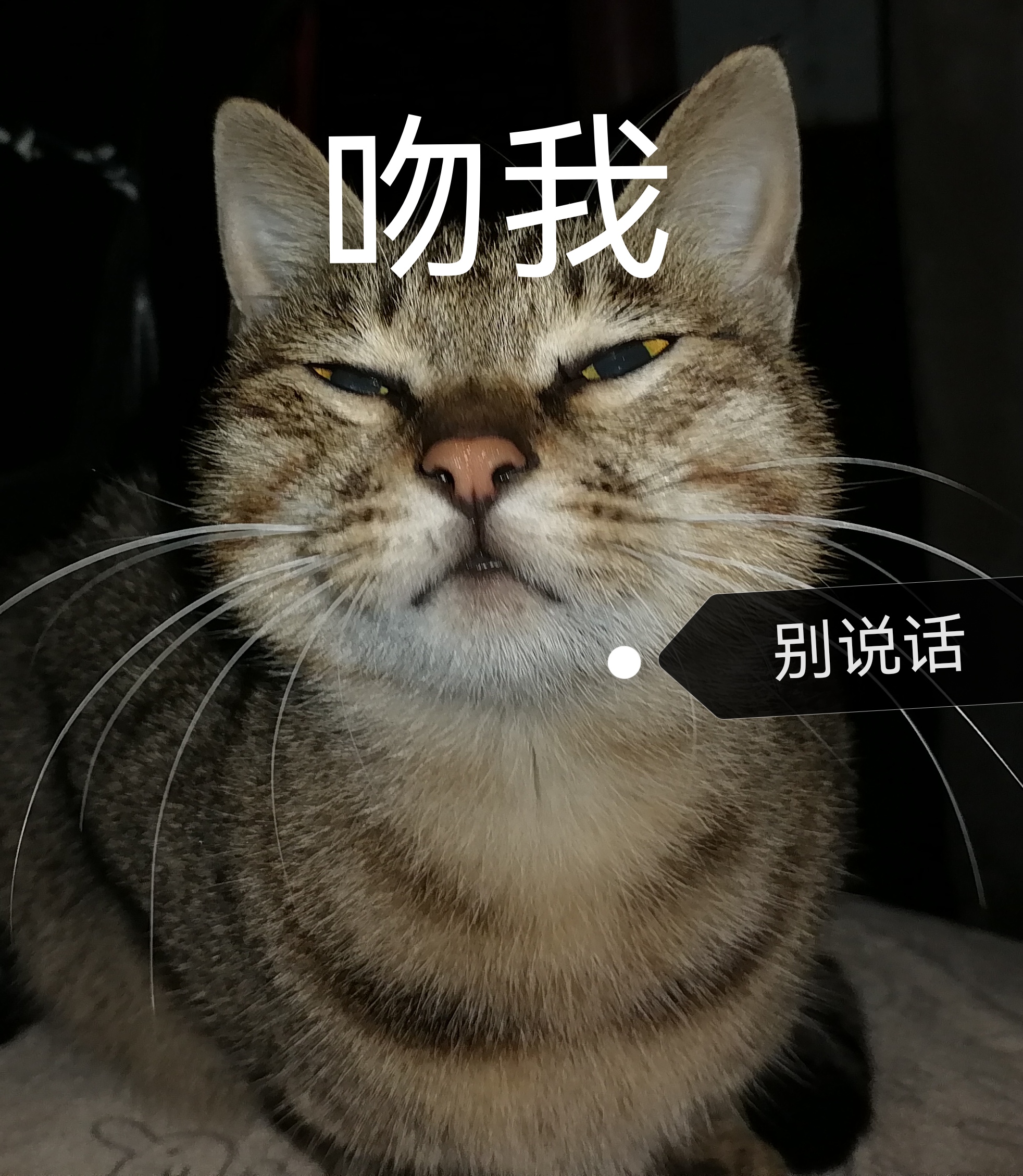 一天的牛马,晚上下班碰到一只流浪猫,你手里没东西它也会对你不屑一顾