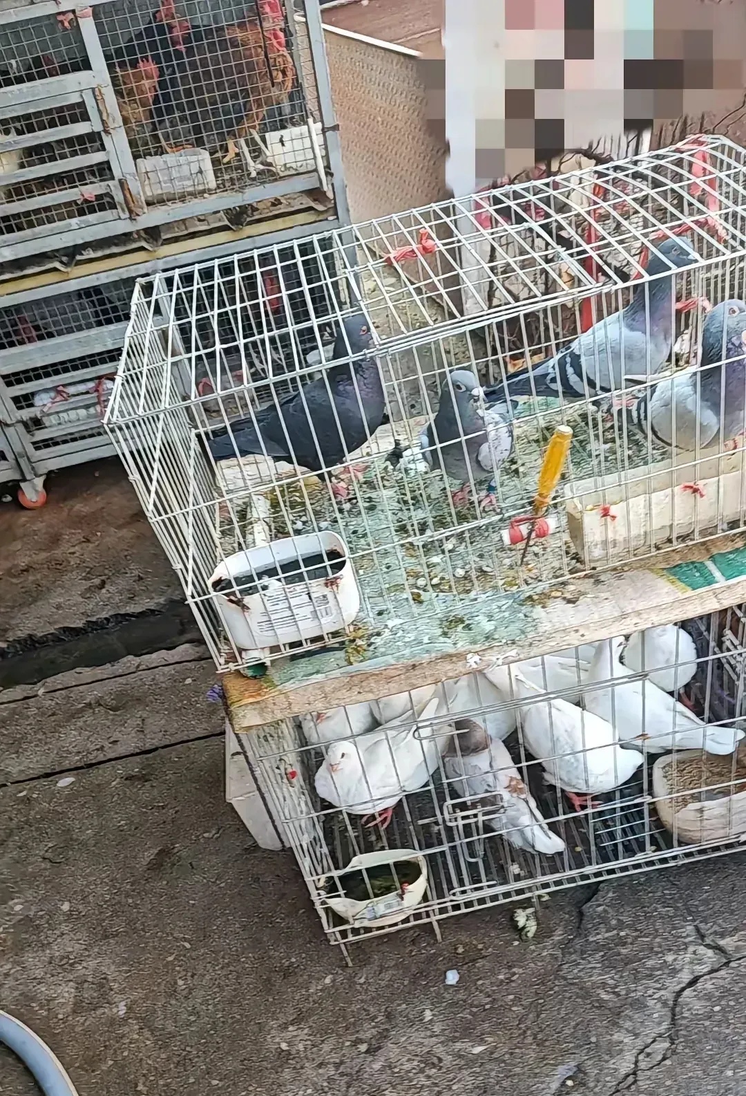 最近感觉身体有点不舒服,听说喝鸽子汤吃鸽子肉可以补身,于是我就想去