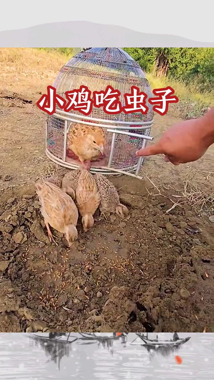 小鸡吃虫子,饱餐一顿