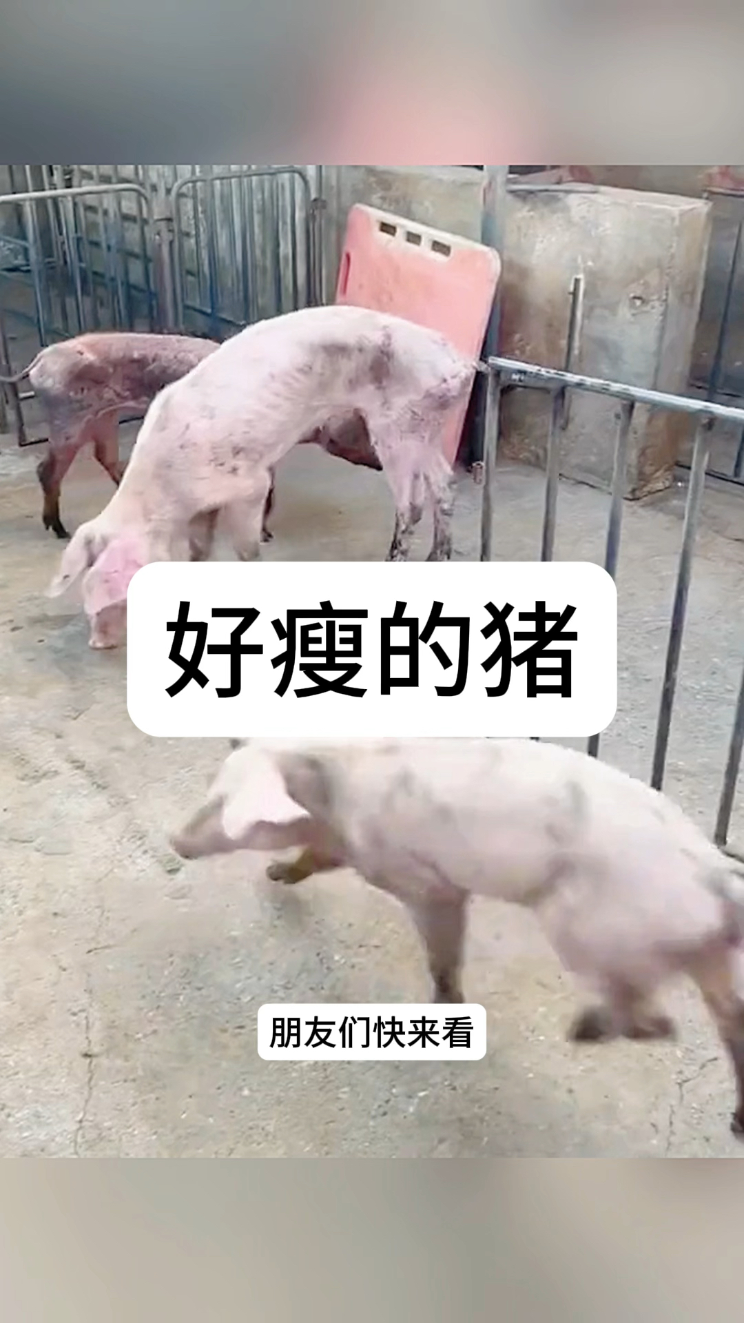 好瘦的猪,居然是一身的排骨