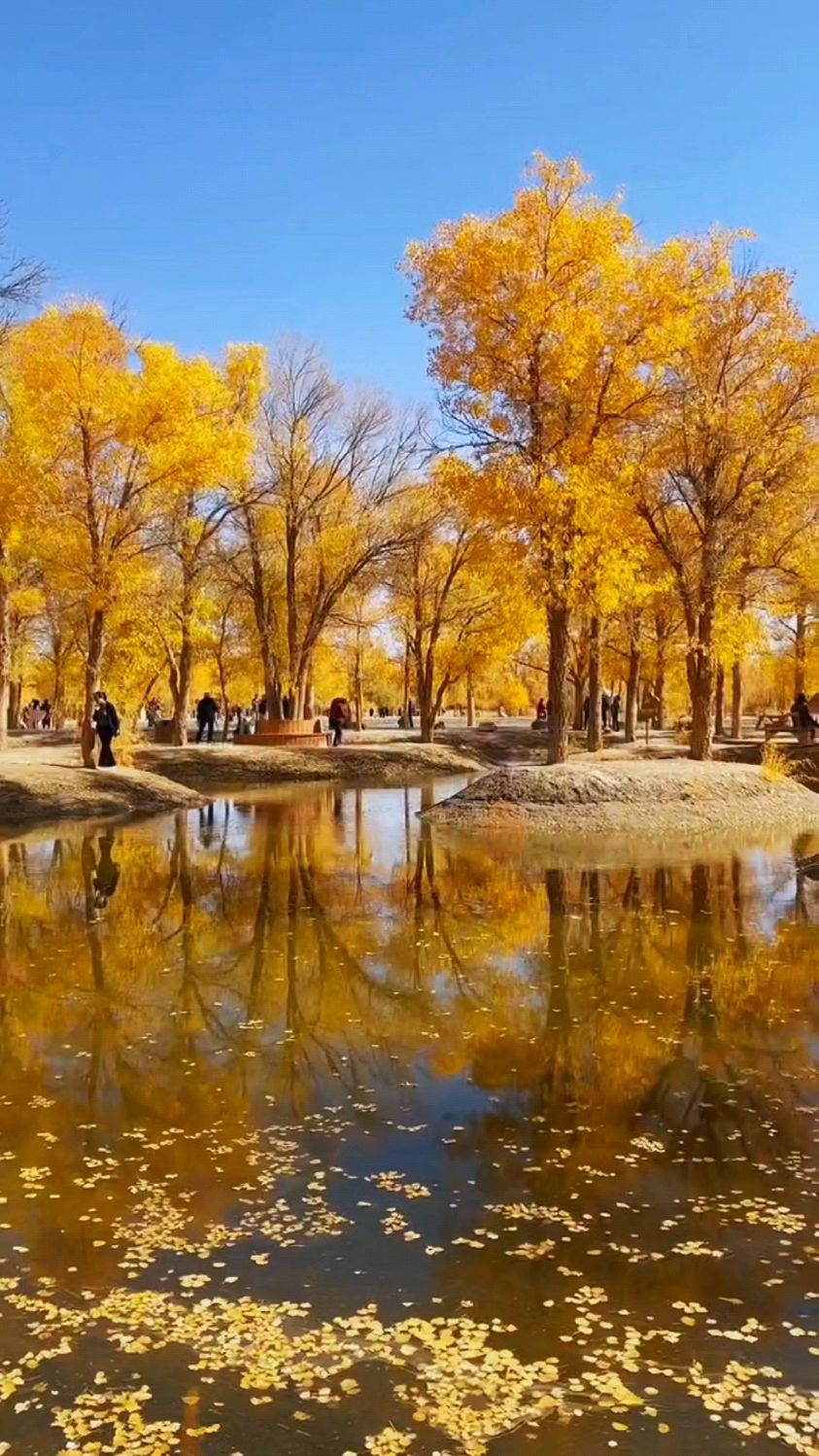 胡杨风景图片大全图片