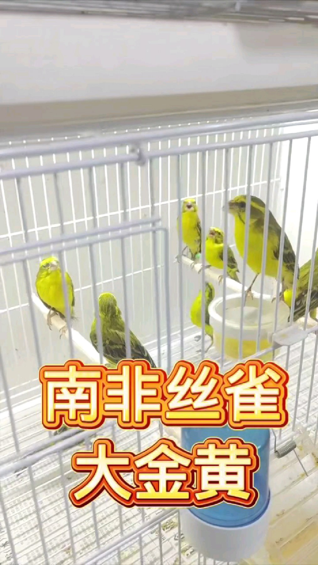 南非丝雀大金黄,喜欢的鸟友们评论区留言点赞谢谢关注.