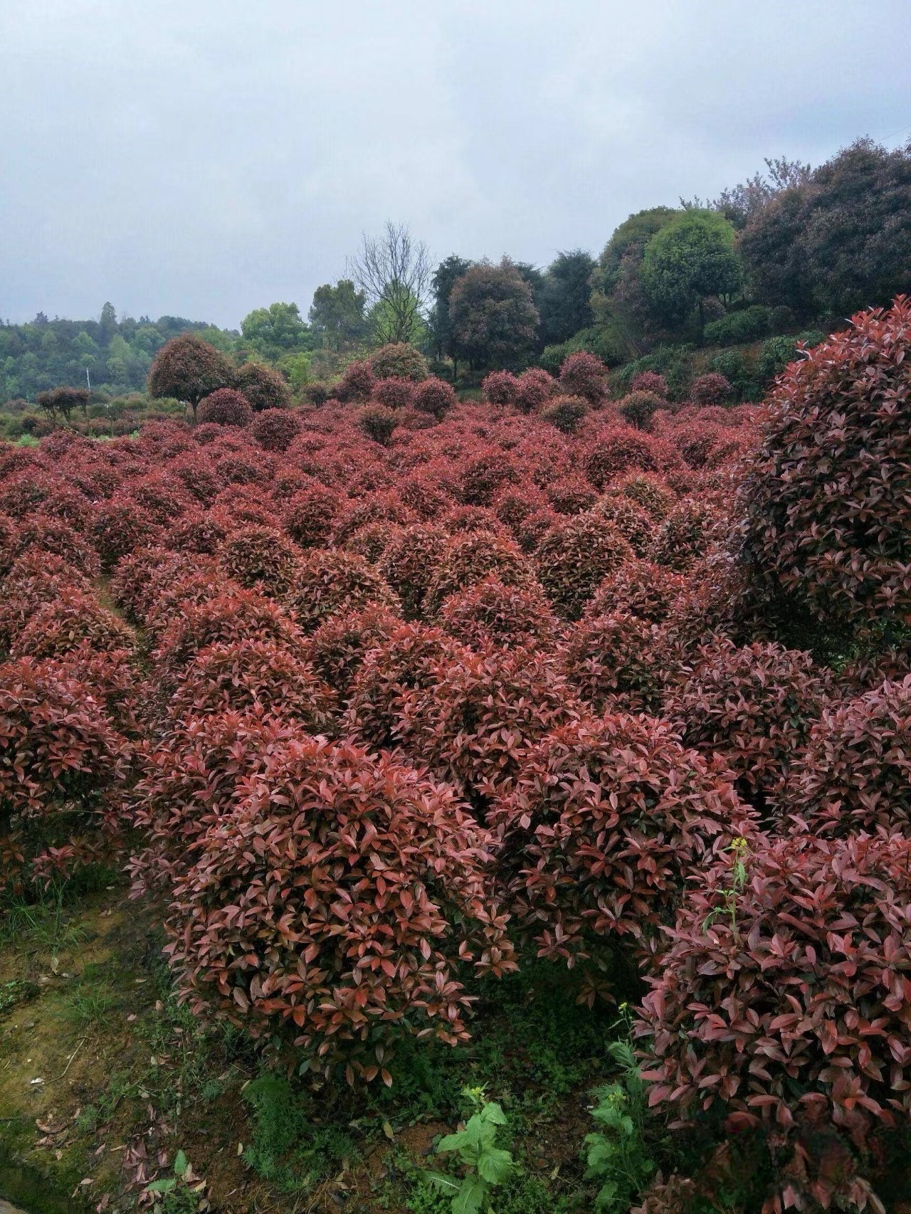 红叶石楠树种植方法图片