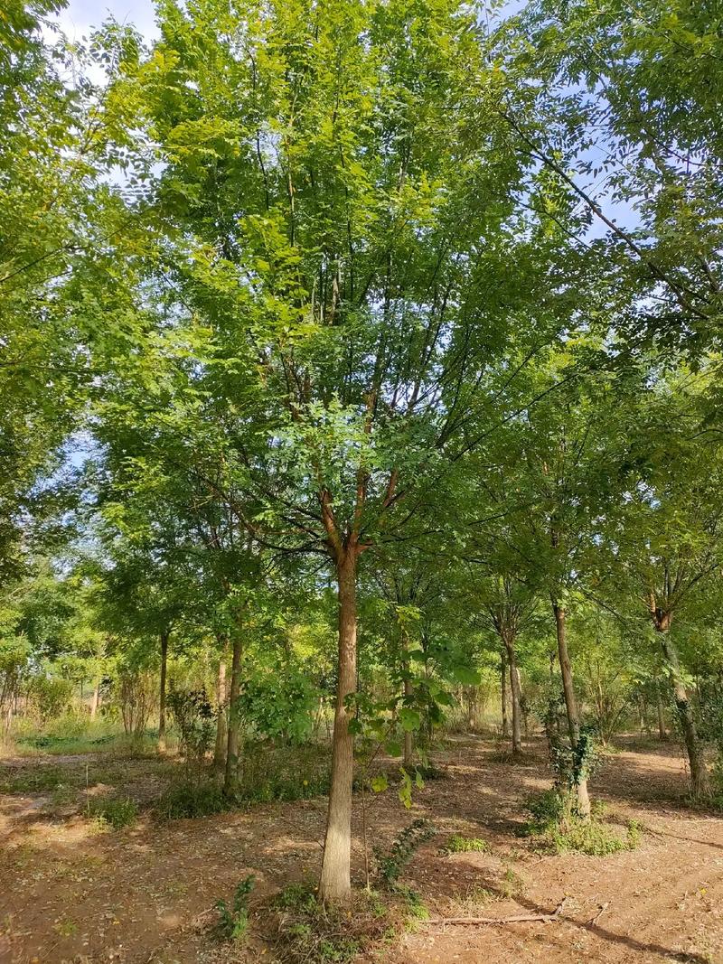 最适宜国槐的生长温度为15~25℃.