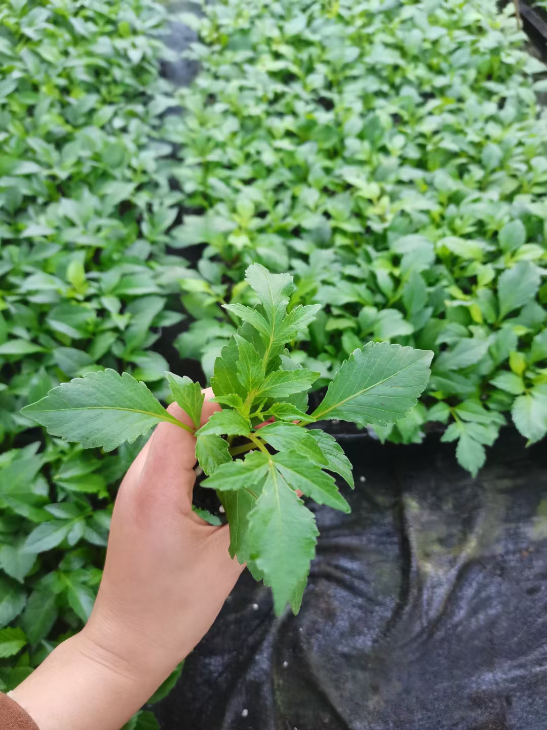 小丽花穴盘苗的特性.@沭阳喜之鹿园林有限公司的动态