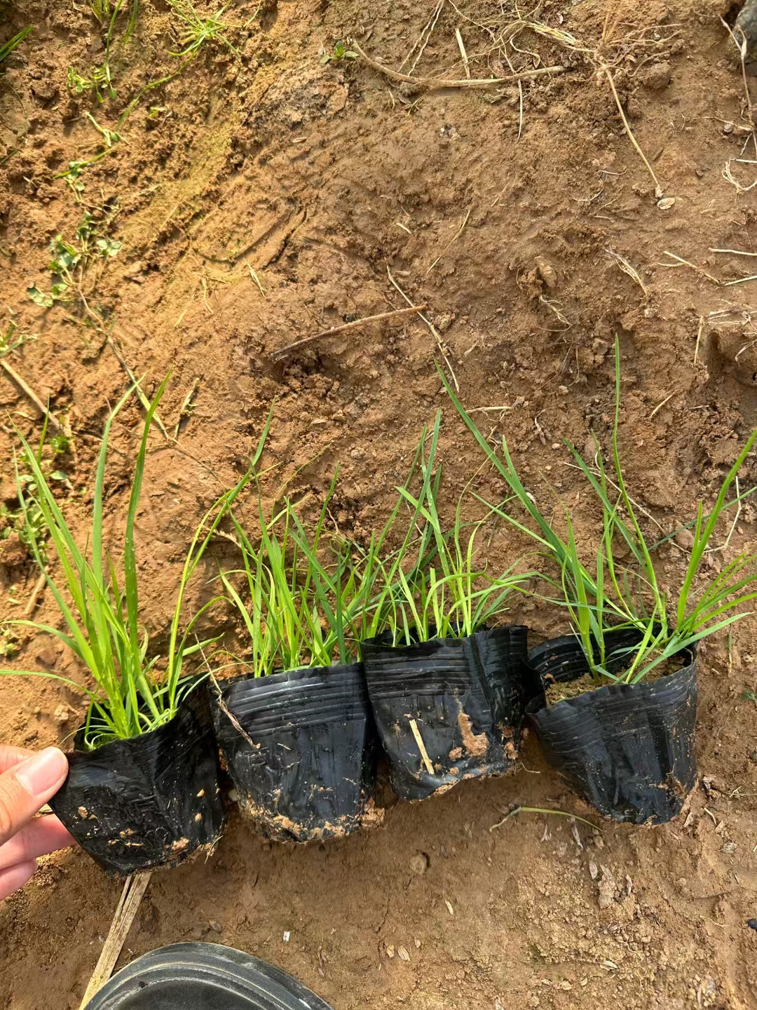 矮蒲苇常被成片种植于滨水绿化带,城市道路两侧,园路中,以及庭院中