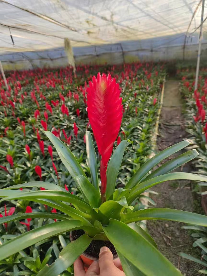 卡丽花,又名非洲紫罗兰,是一种来自热带雨林的美丽花卉