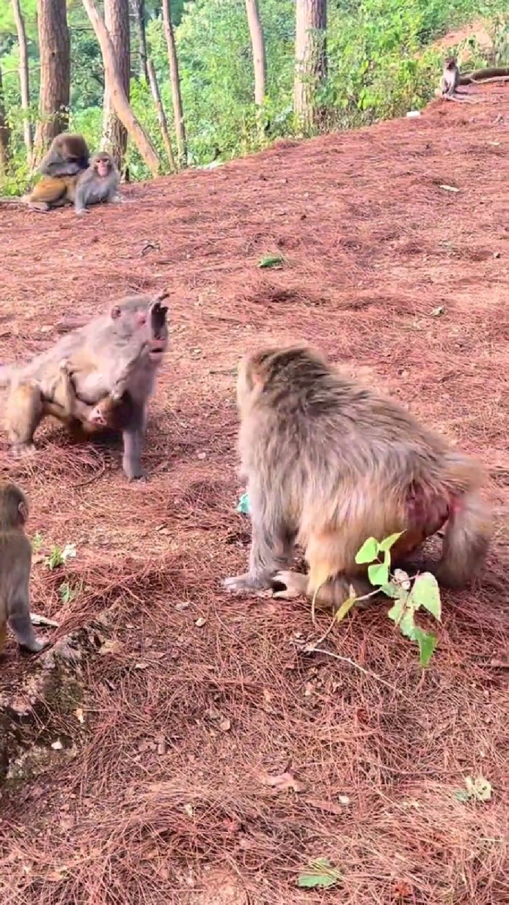 可能是真想一巴掌拍死它吧!