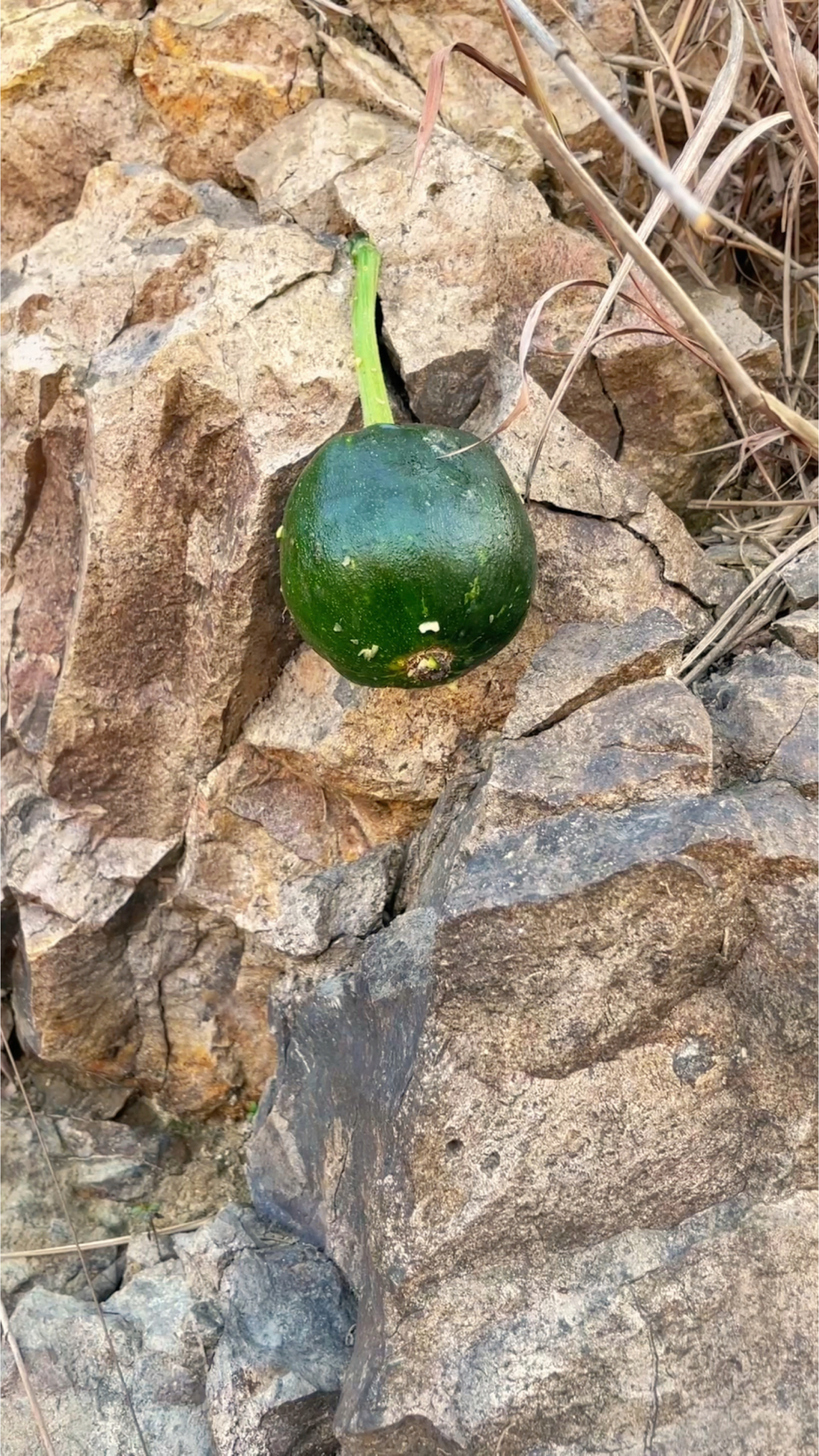 户外偶遇石缝里的瓜果美食,只吃过石缝西瓜,这是什么瓜呢?