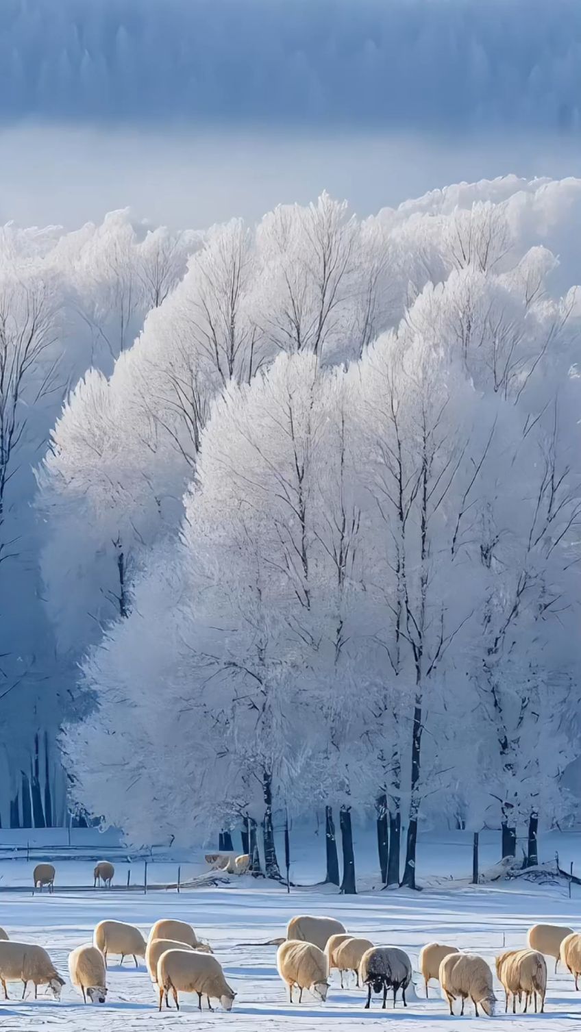 手机拍摄雪景技巧图片