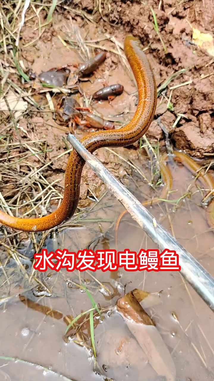 水沟里发现一条电鳗鱼