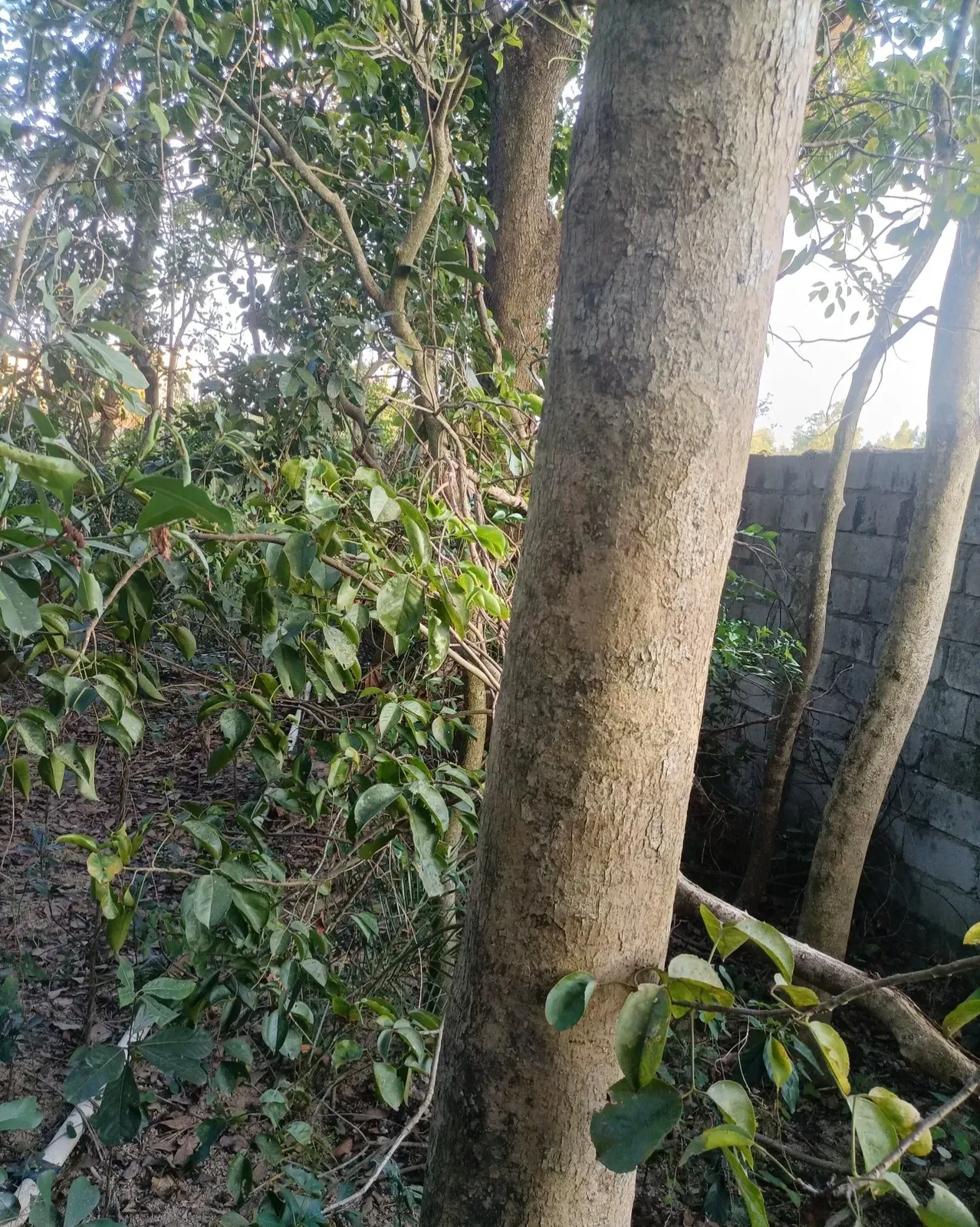 种植了二十八年的黄花梨树到底值多少钱,我有一片二十七年前种下的黄