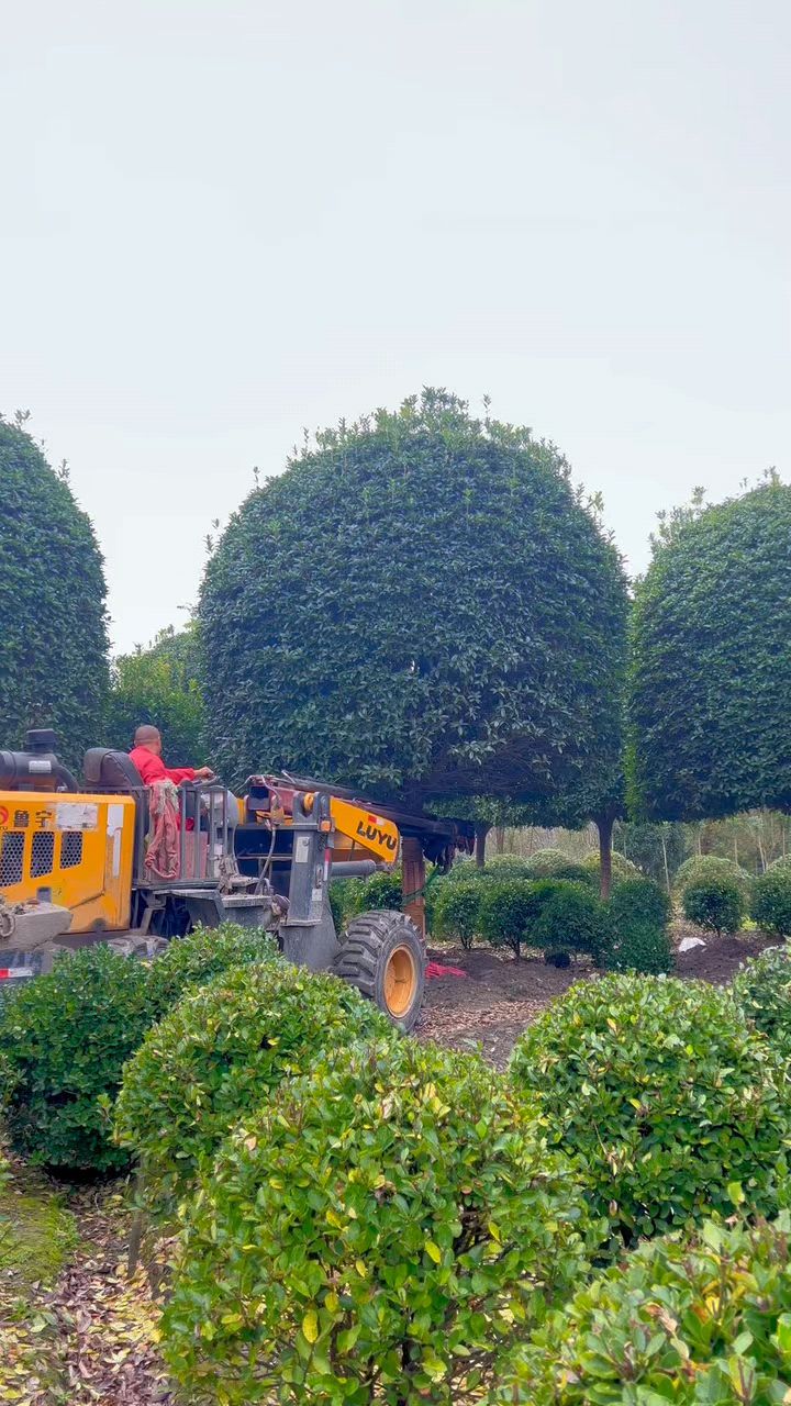 精品大红朱砂桂起苗,发往江苏#庭院别墅栽种 #朱砂桂#桂花树