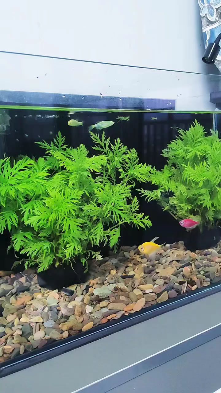 鱼缸里的"净水之王",不仅好看效果更实用