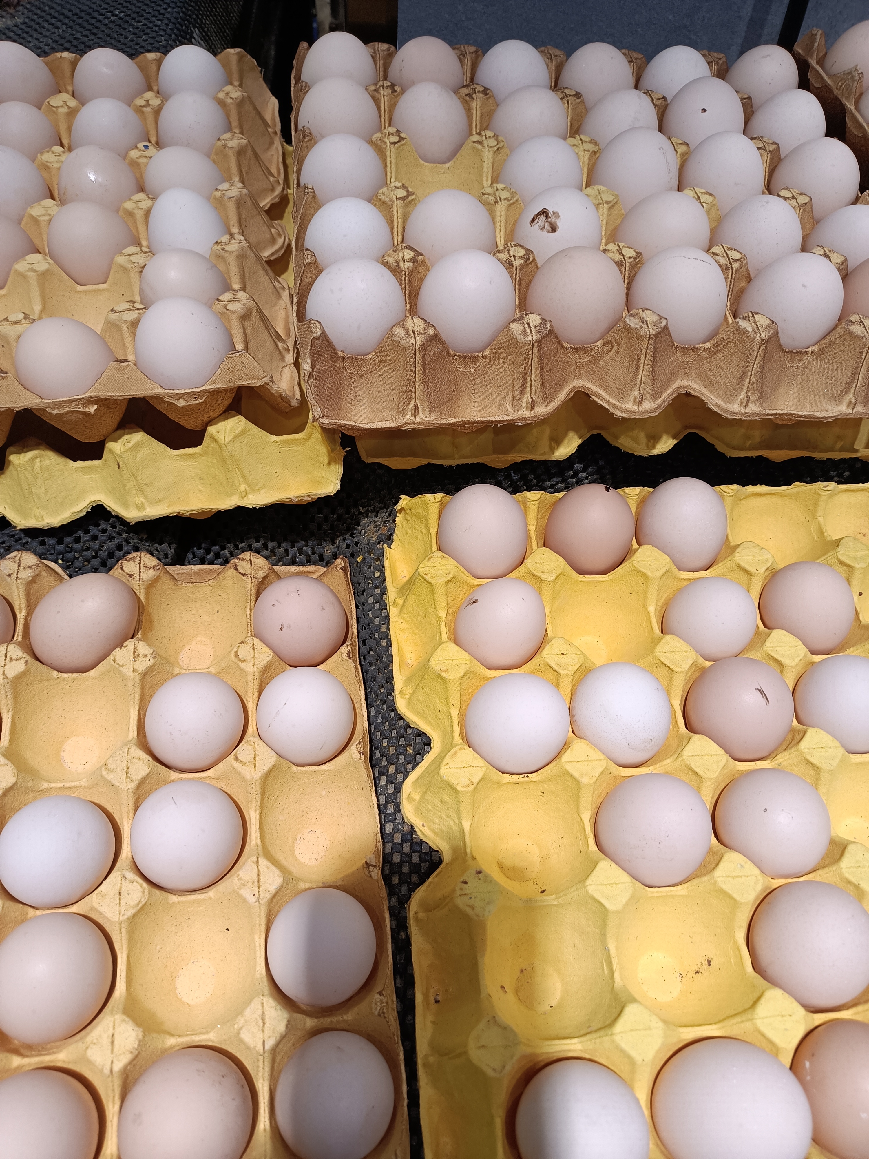 鸡蛋为什么这么便宜