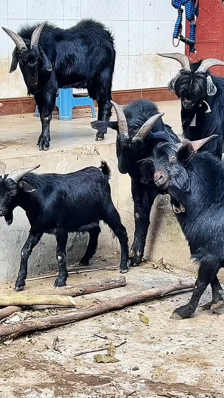 纯种黑山羊长势快