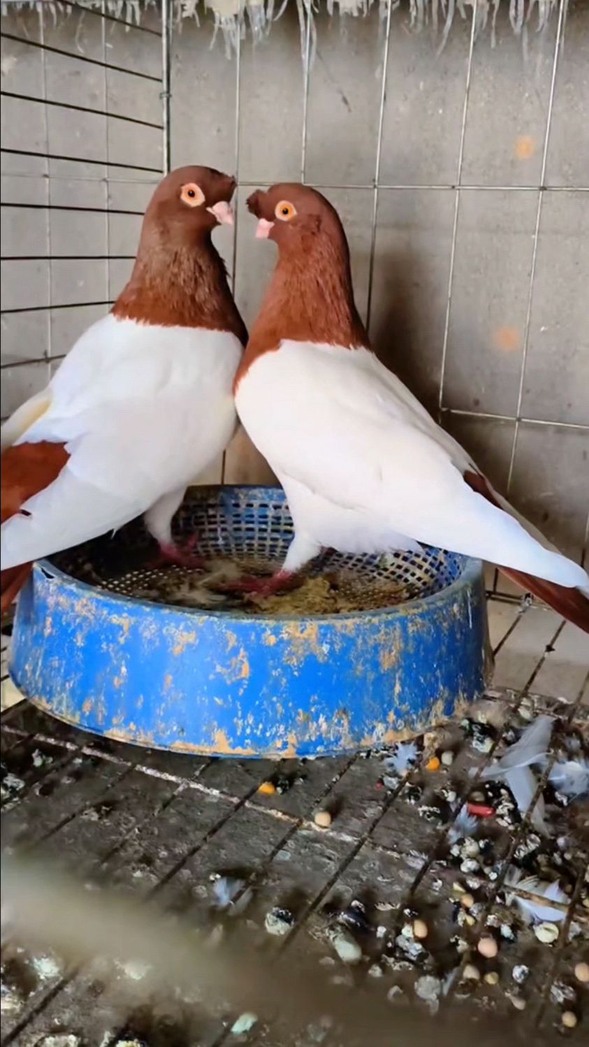 两头红观赏鸽一对种鸽