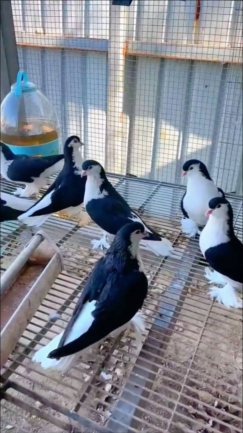 小企鹅拉合尔鸽子