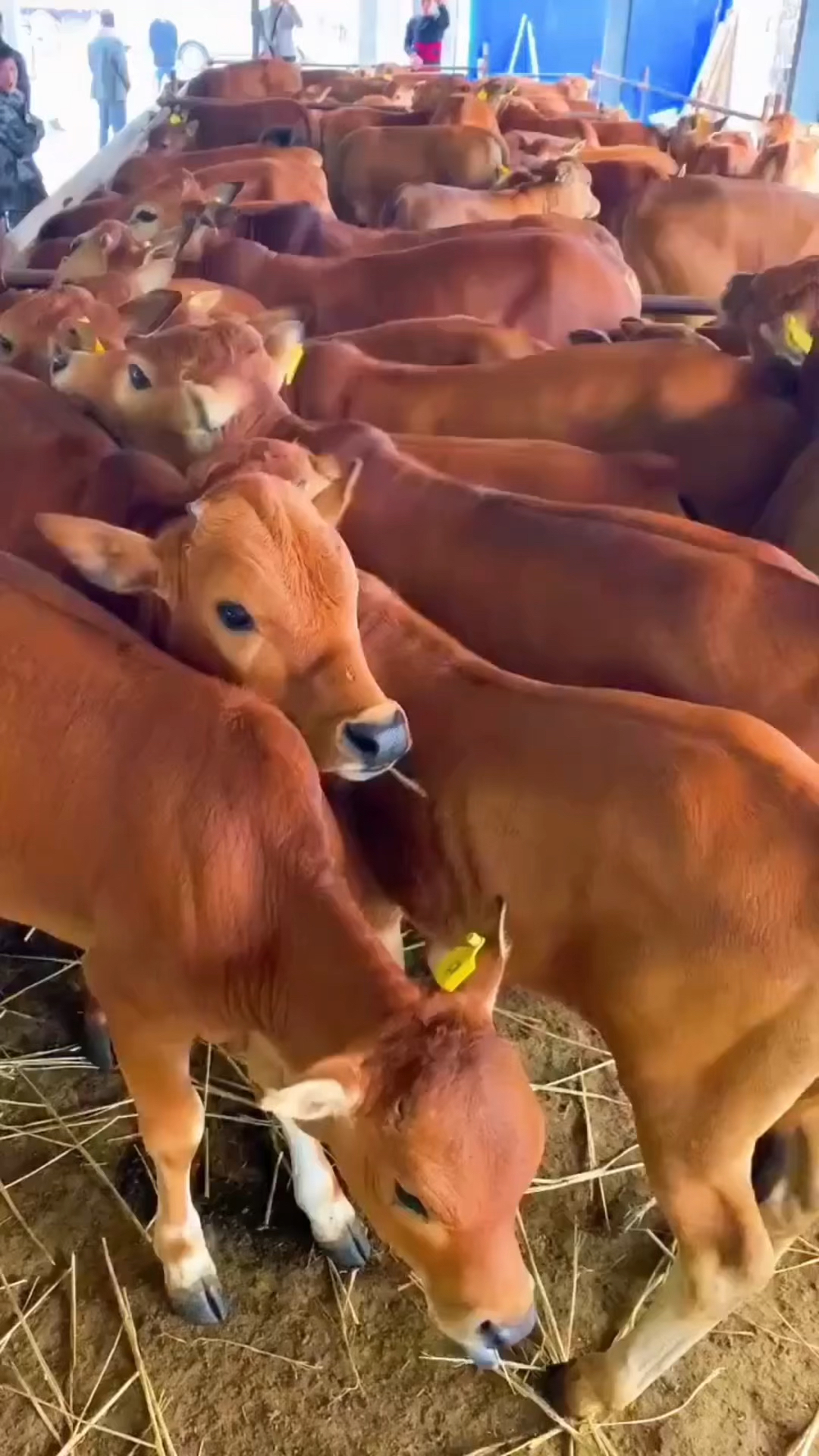 2020年养肉牛赚钱吗?(2020年养肉牛赚钱吗视频)