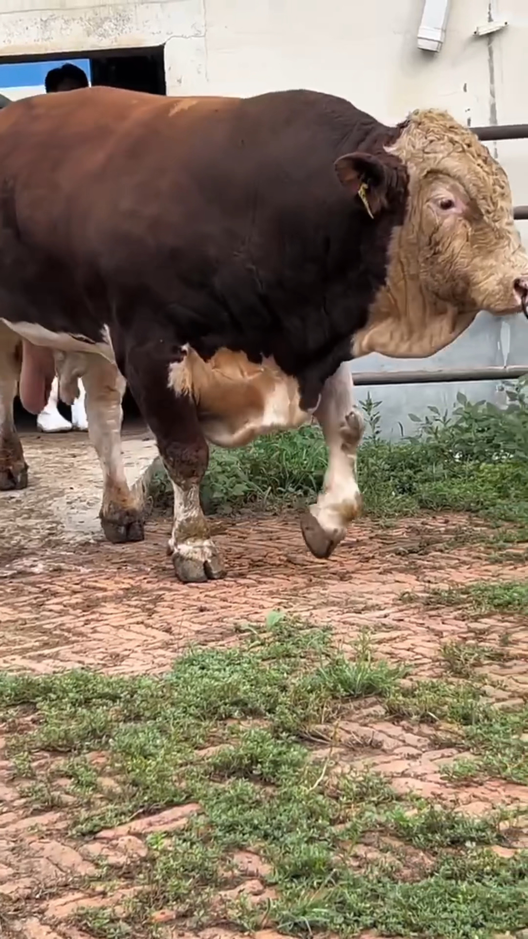 3100多斤的种公牛震撼出场