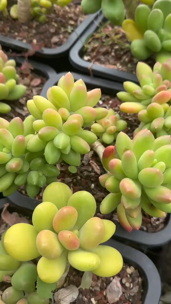 芒果美人 越来越好看啦~#一花一草一世界 #多肉植物 #我的花花草草