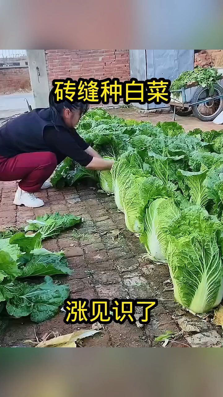 交白菜图图片