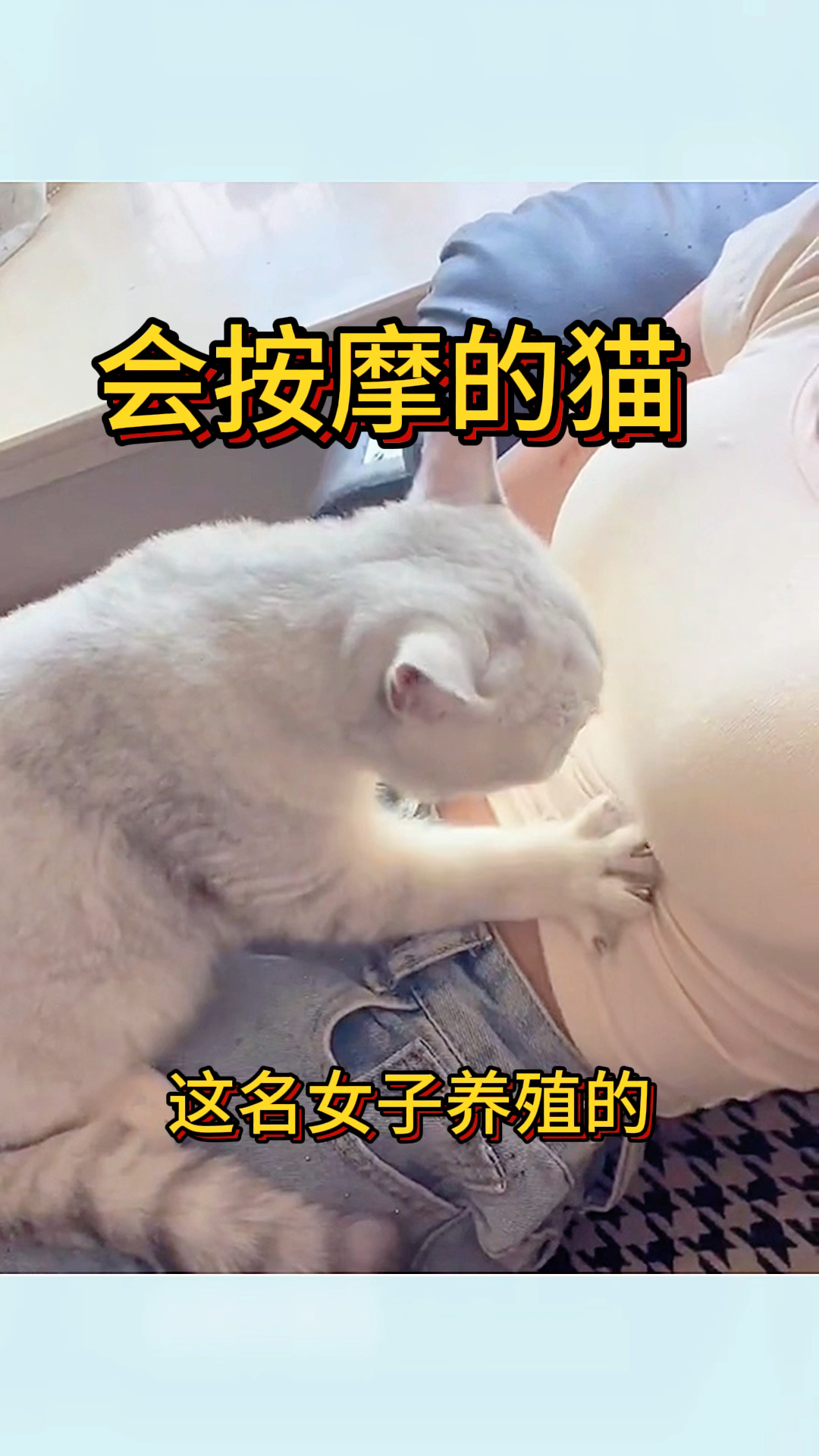 会按摩的猫,特别的受主人喜爱