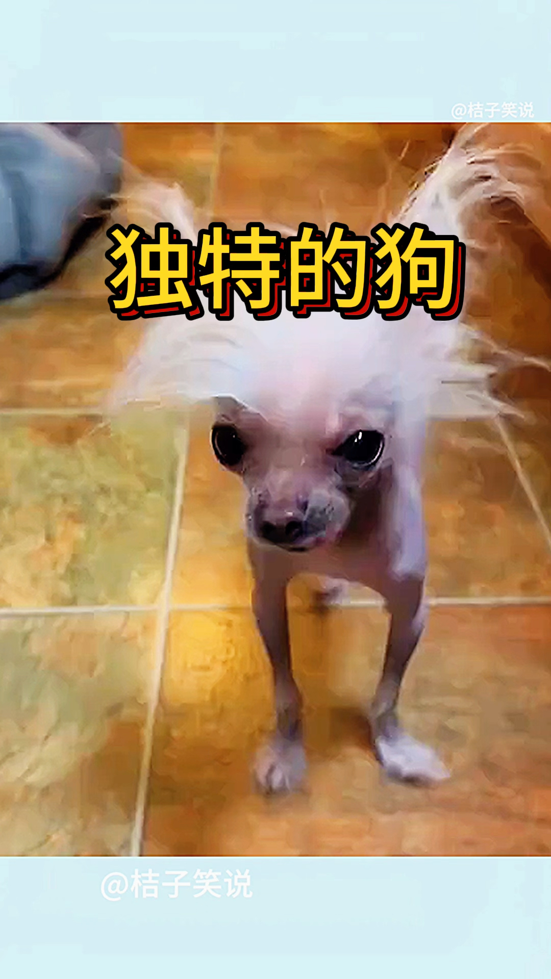 独特的狗,身上居然没有毛