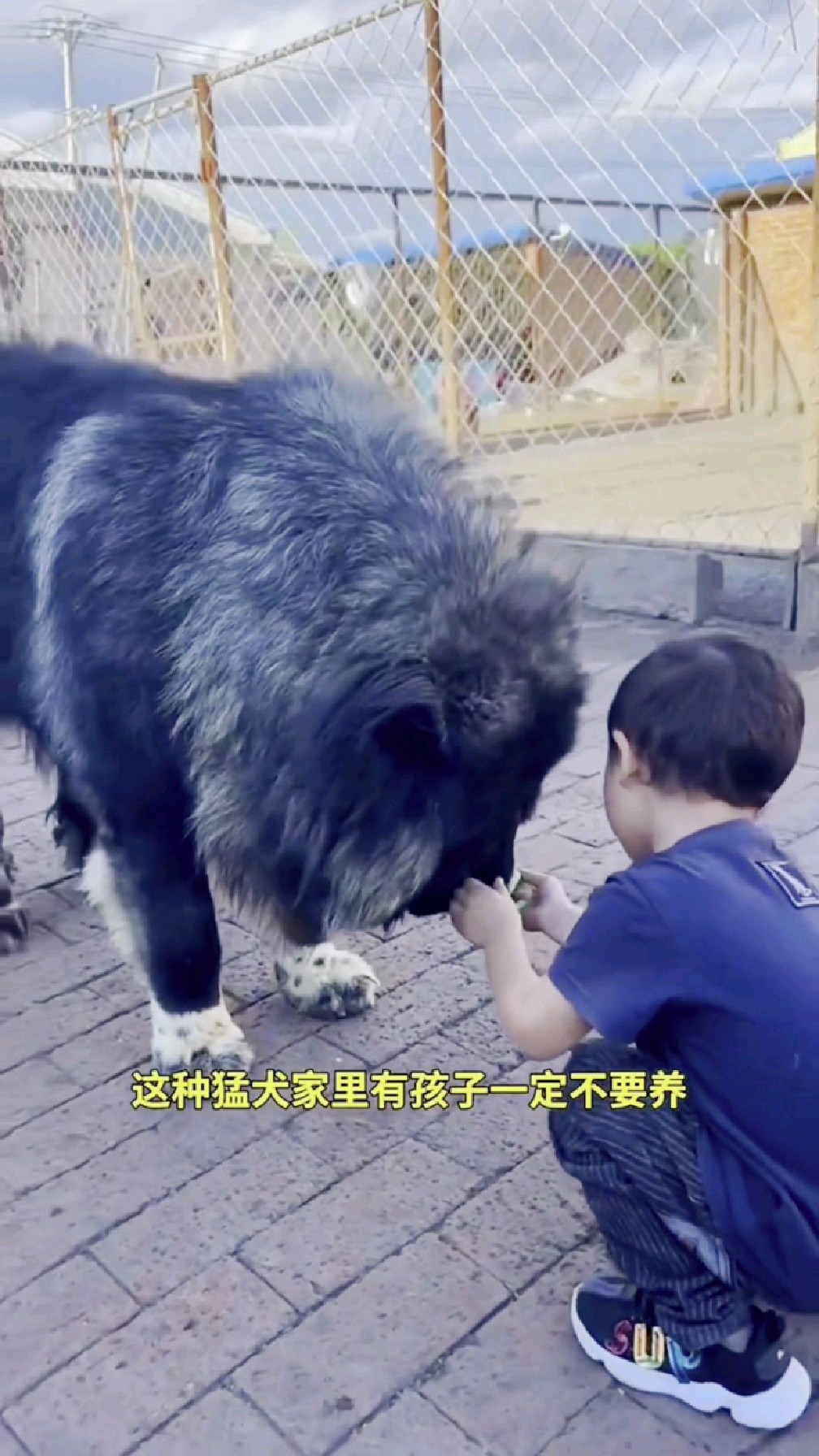 高加索犬成年200多斤看家护院