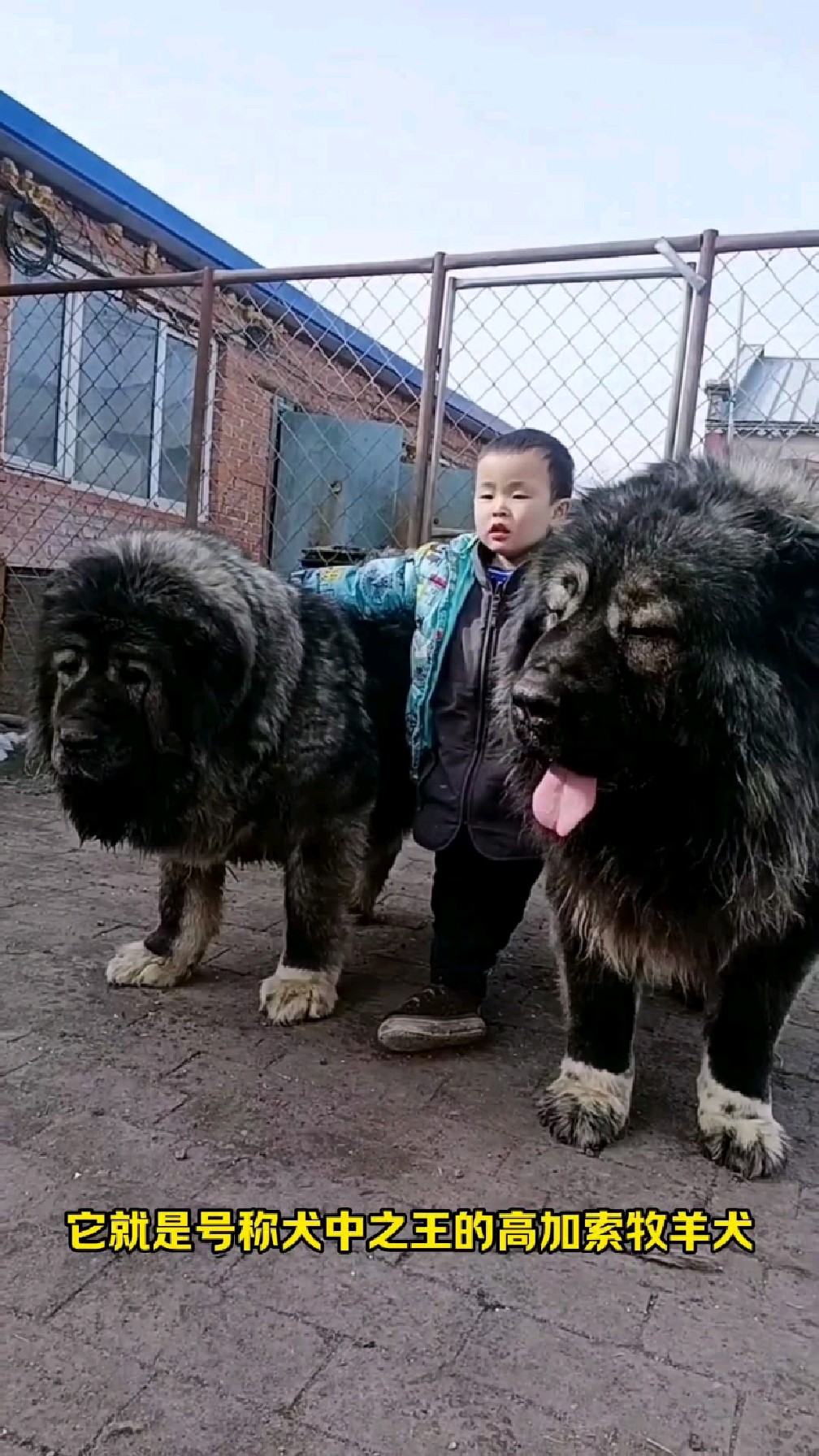 高加索犬幼犬纯种高加索犬200多斤