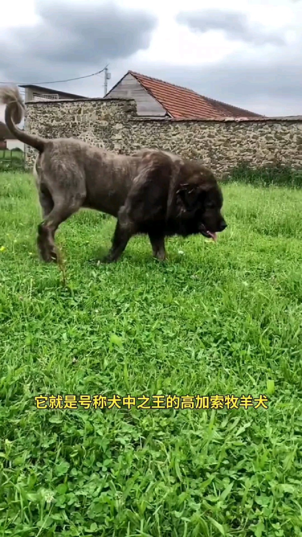 高加索犬图片最大图片