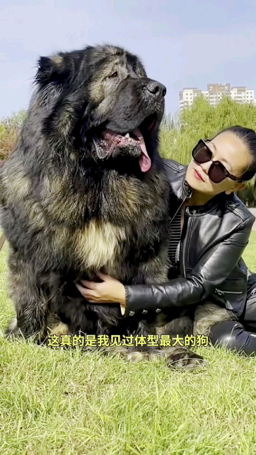 高加索犬幼犬纯种高加索犬