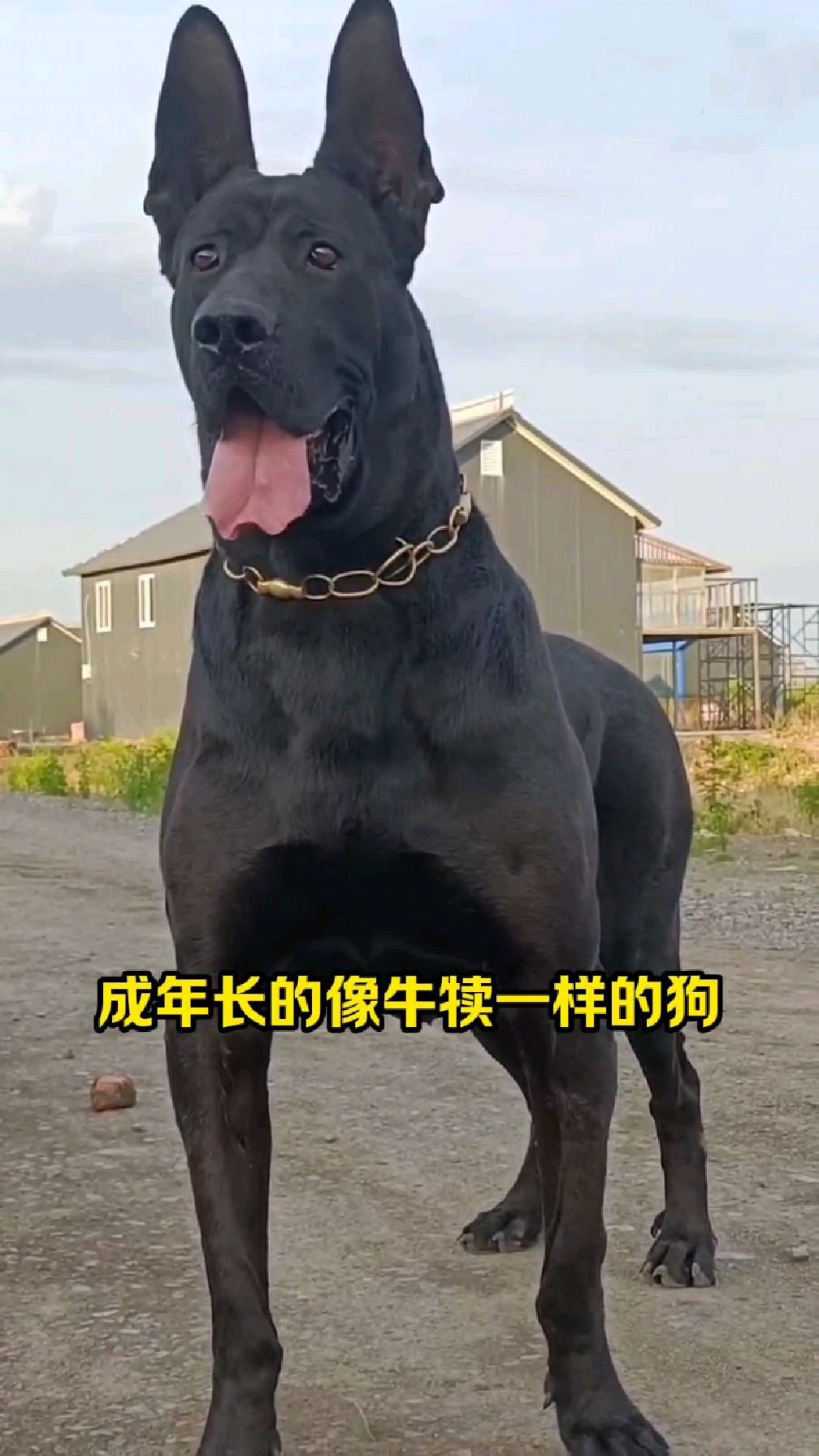 黑狼犬多少钱一只幼犬图片