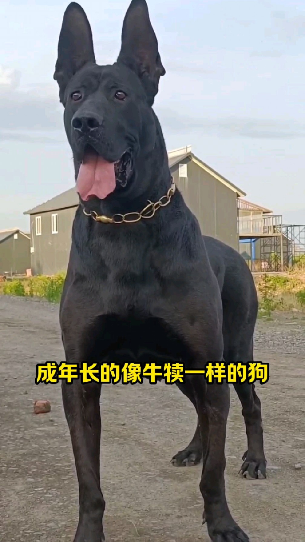 黑狼犬幼犬纯种黑狼犬