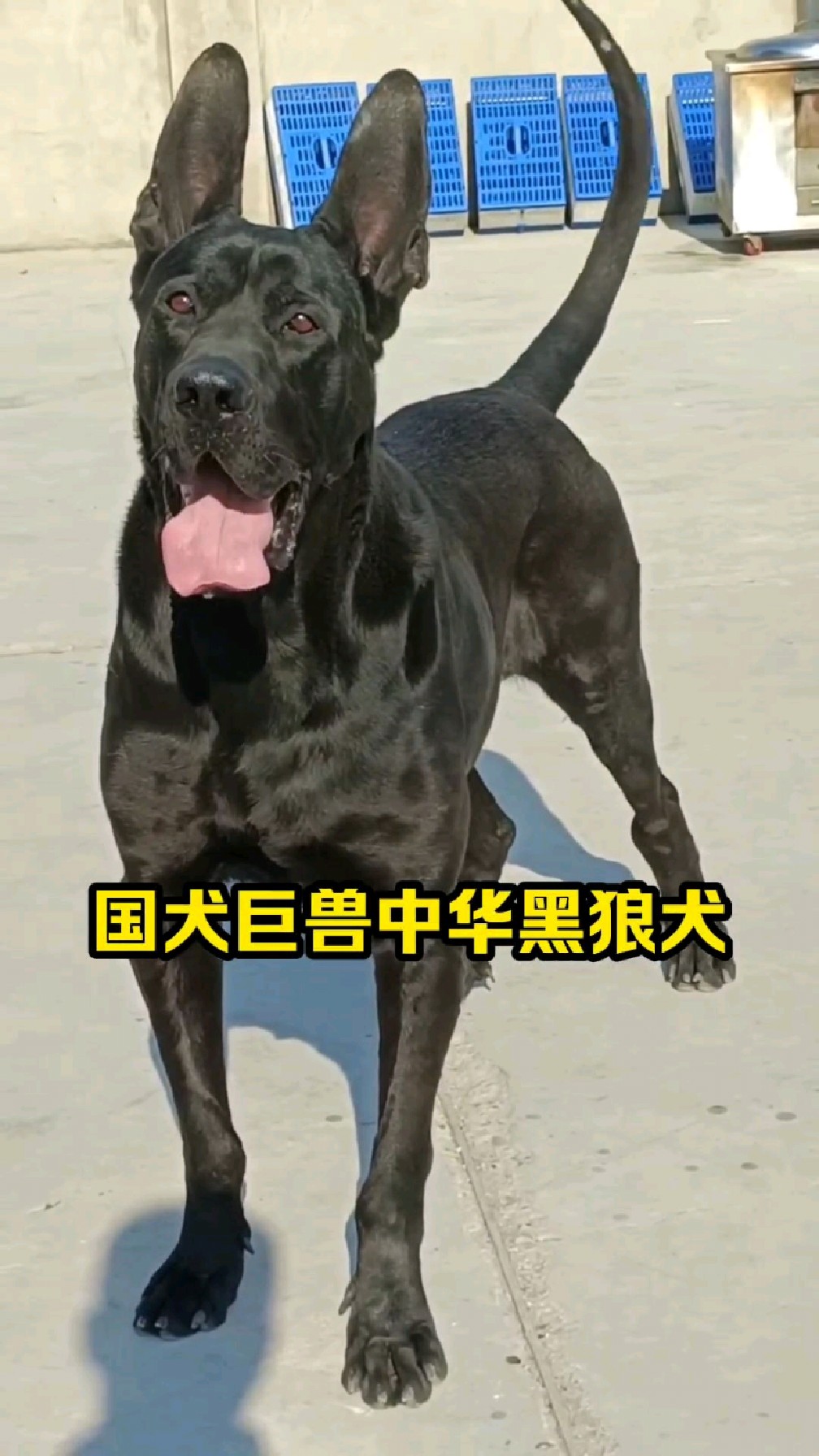 黑狼犬成年黑狼犬150斤