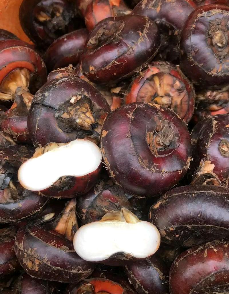 荸荠:水中珍宝的秘密与魅力