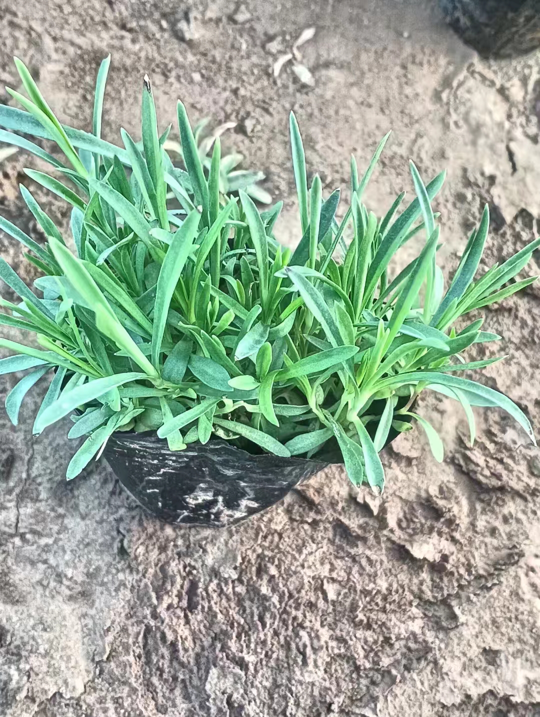 瞿麦又叫石竹子