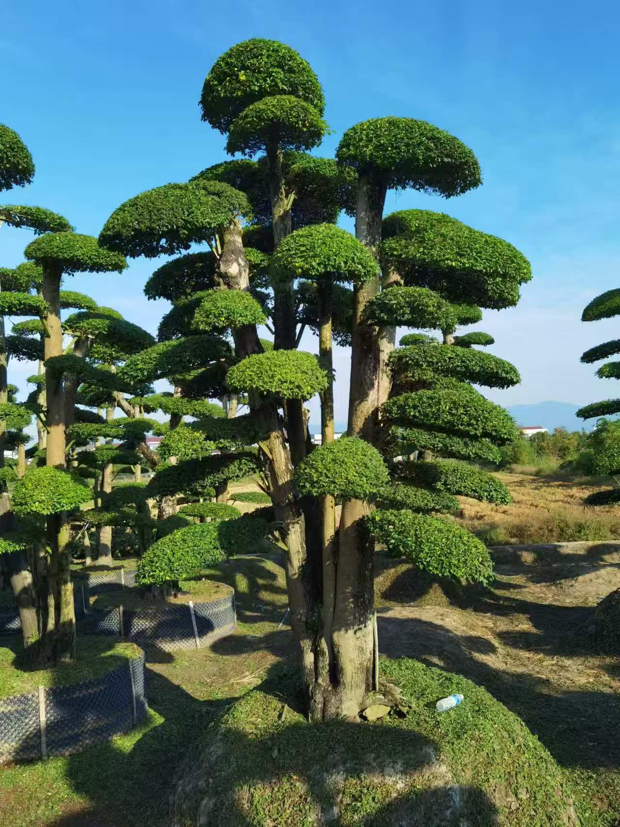 小叶女贞造型树是常绿树种,四季常青,象征着长青和永恒的美,寓意吉祥