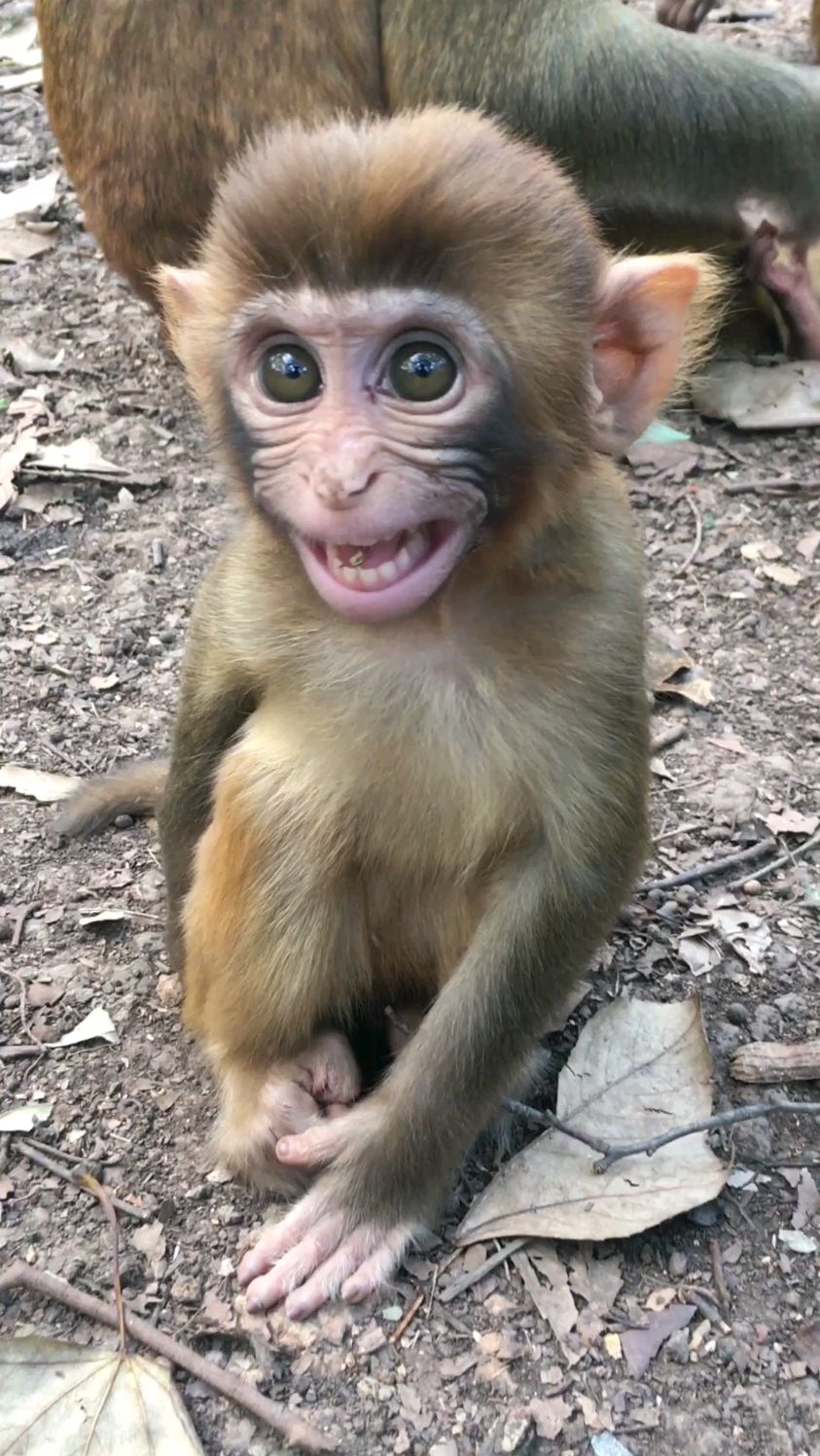 小猴子这表情太有趣了
