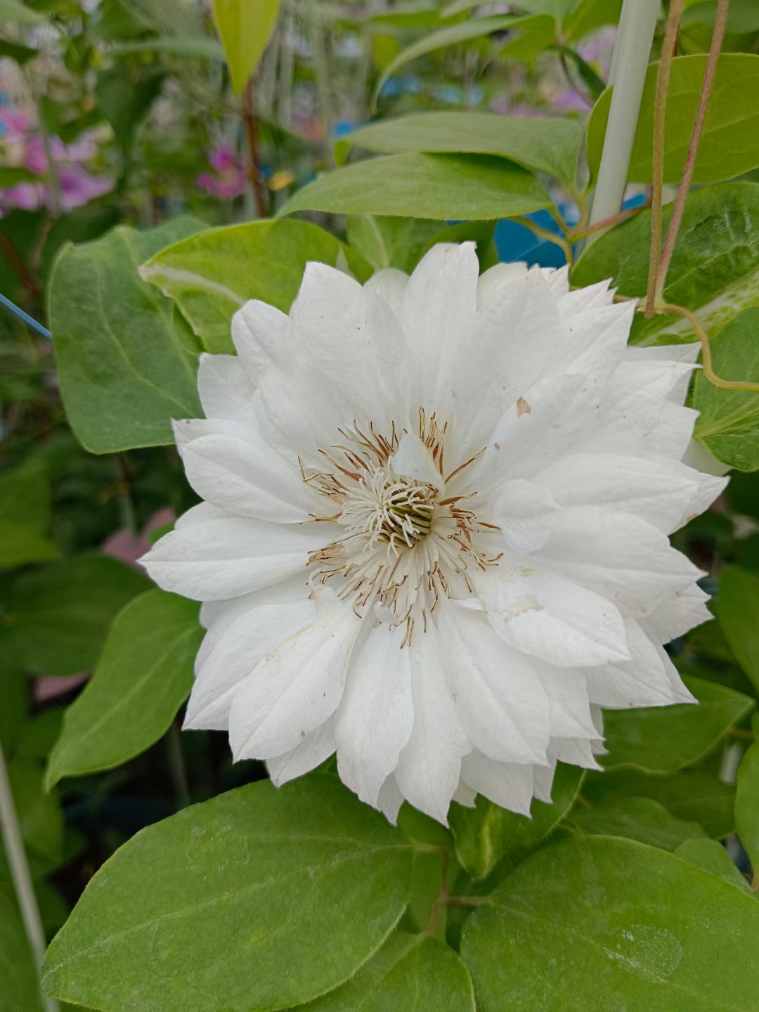 铁线莲的叶子是对生的,小叶纸质,形状是窄卵形或披针形的