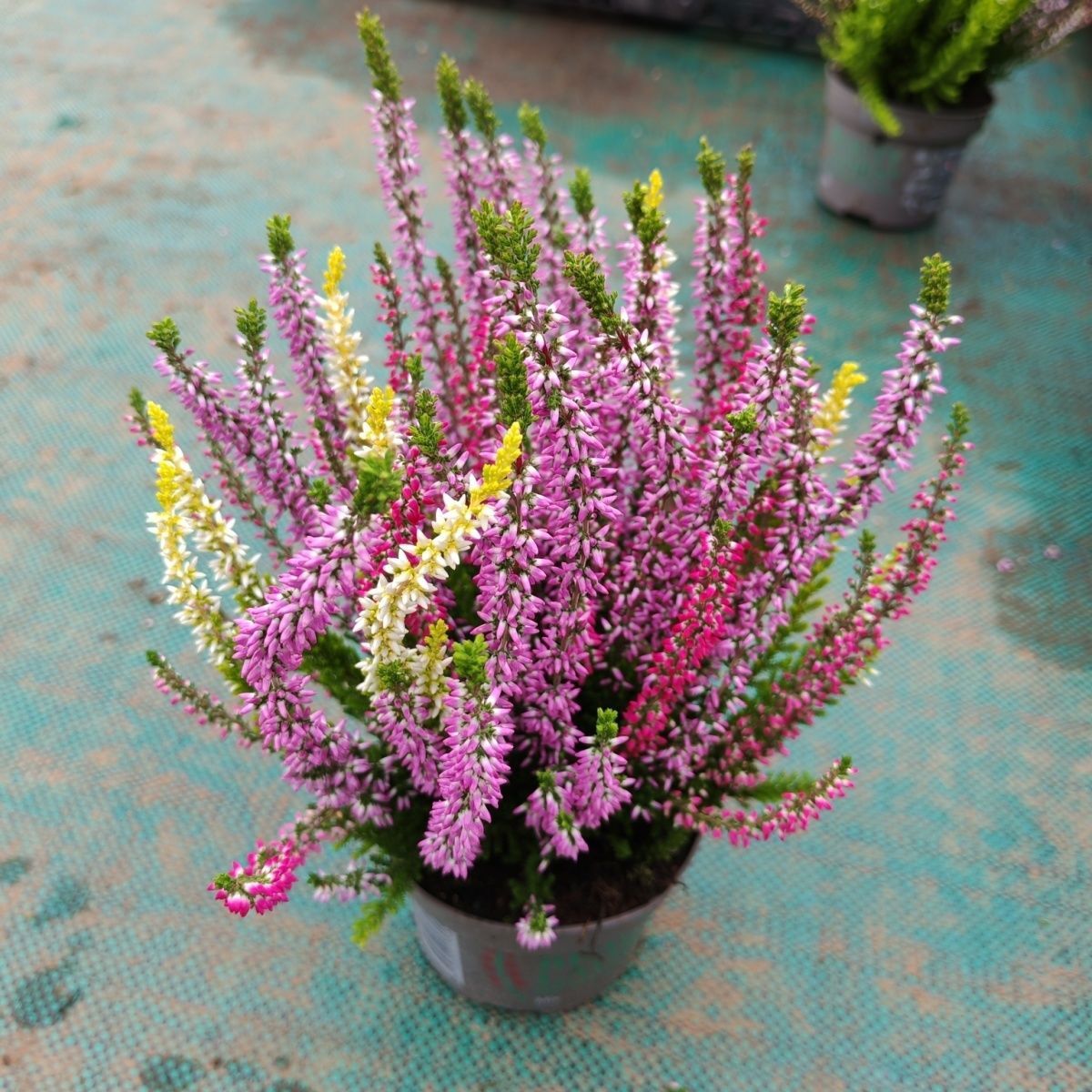 因此,选择一个光照充足的阳台或窗台,让欧石楠尽情享受阳光的沐浴吧!