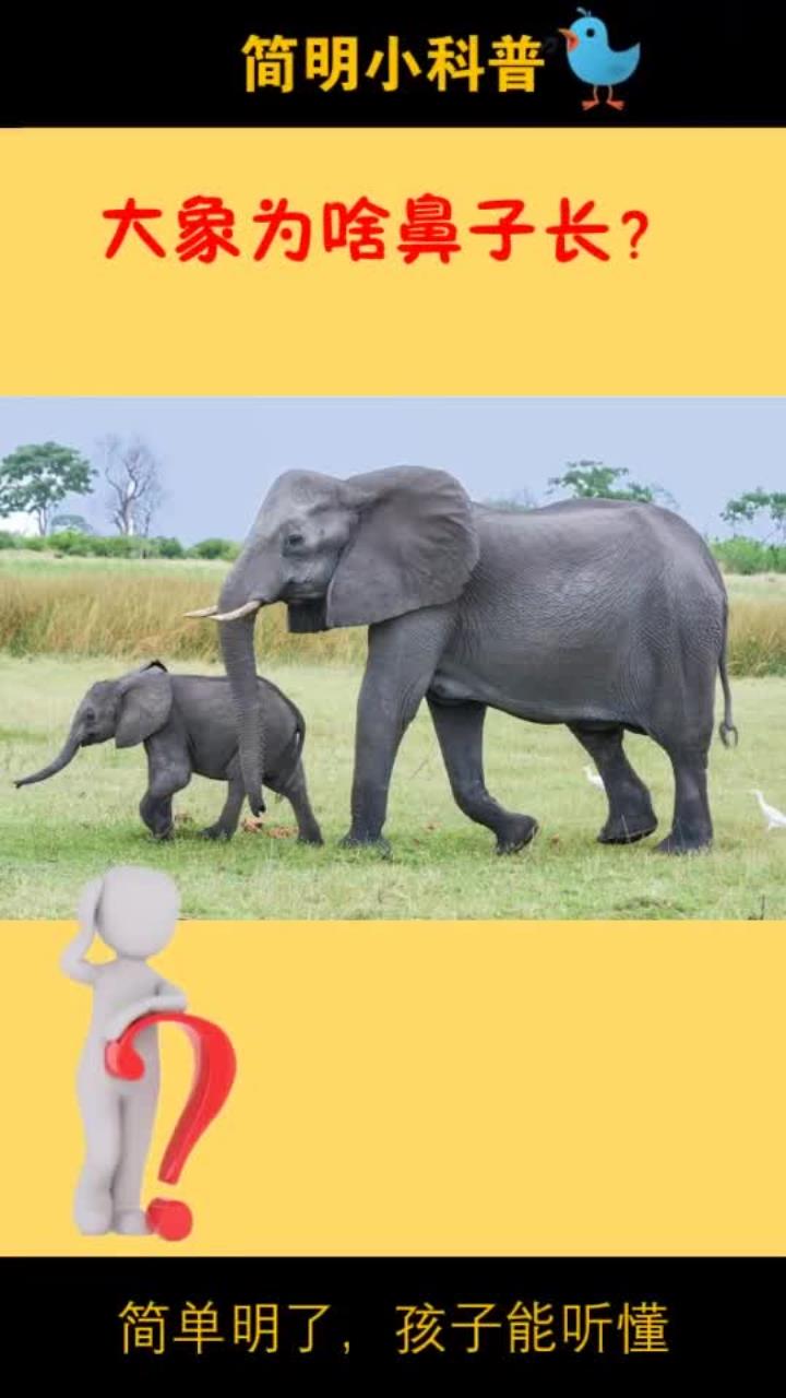 大象为啥鼻子长?百度啰嗦听不懂?关系简明小科普