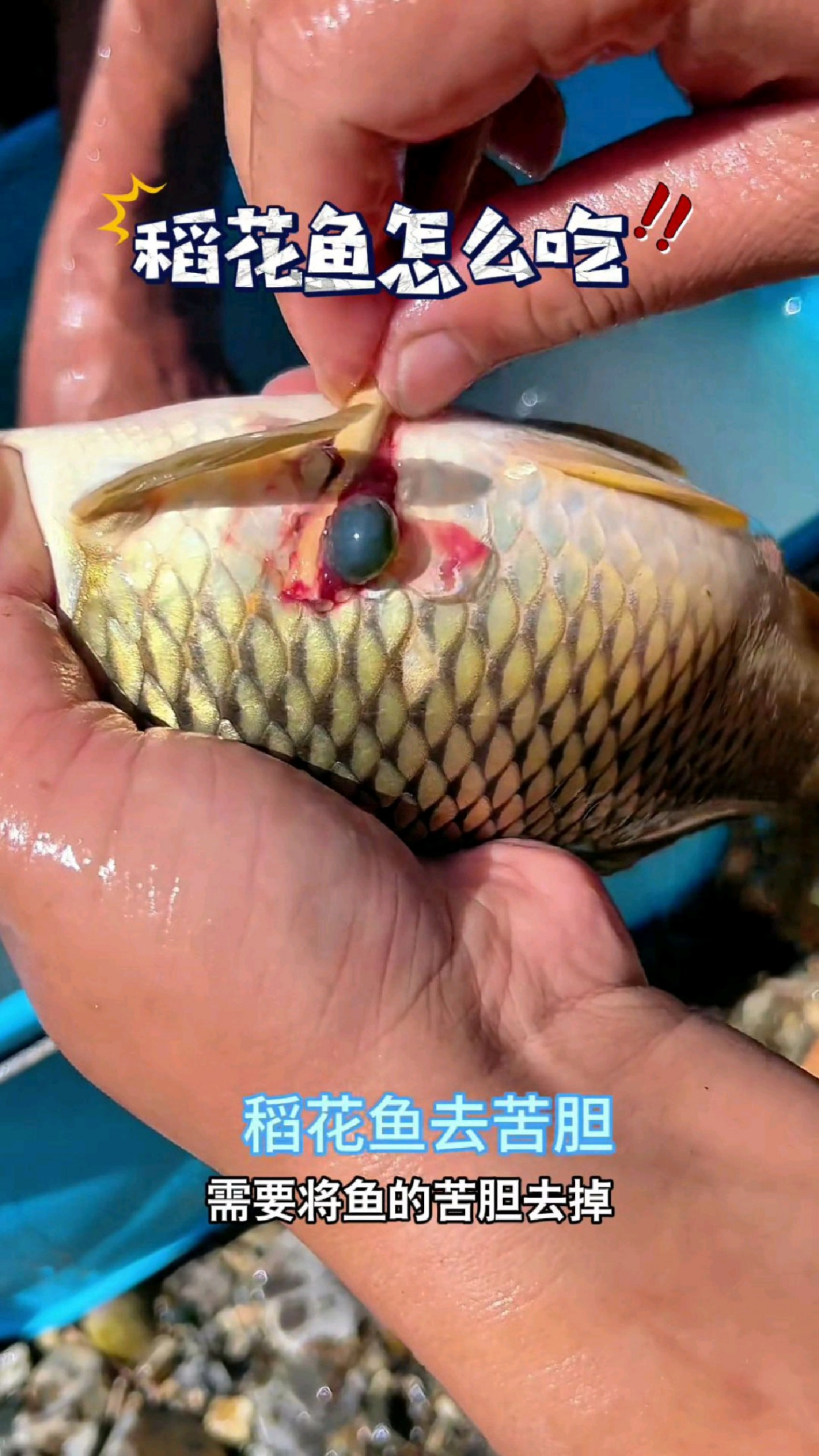 抓到稻花鱼后,这样吃味道真是太香了#我的钓鱼日记