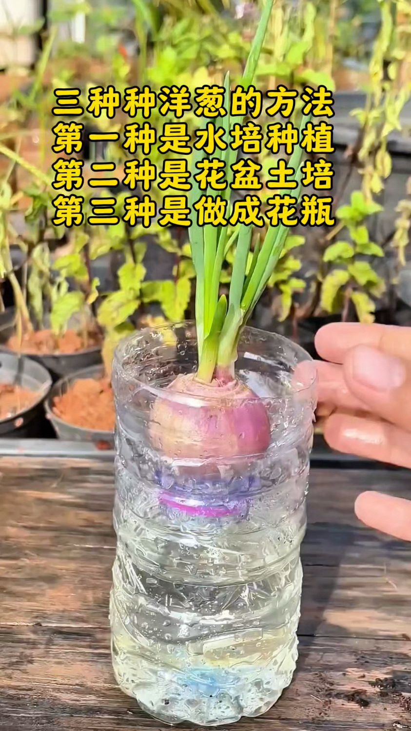 教大家三种种洋葱的方法#勤劳的农村人 #农业小知识
