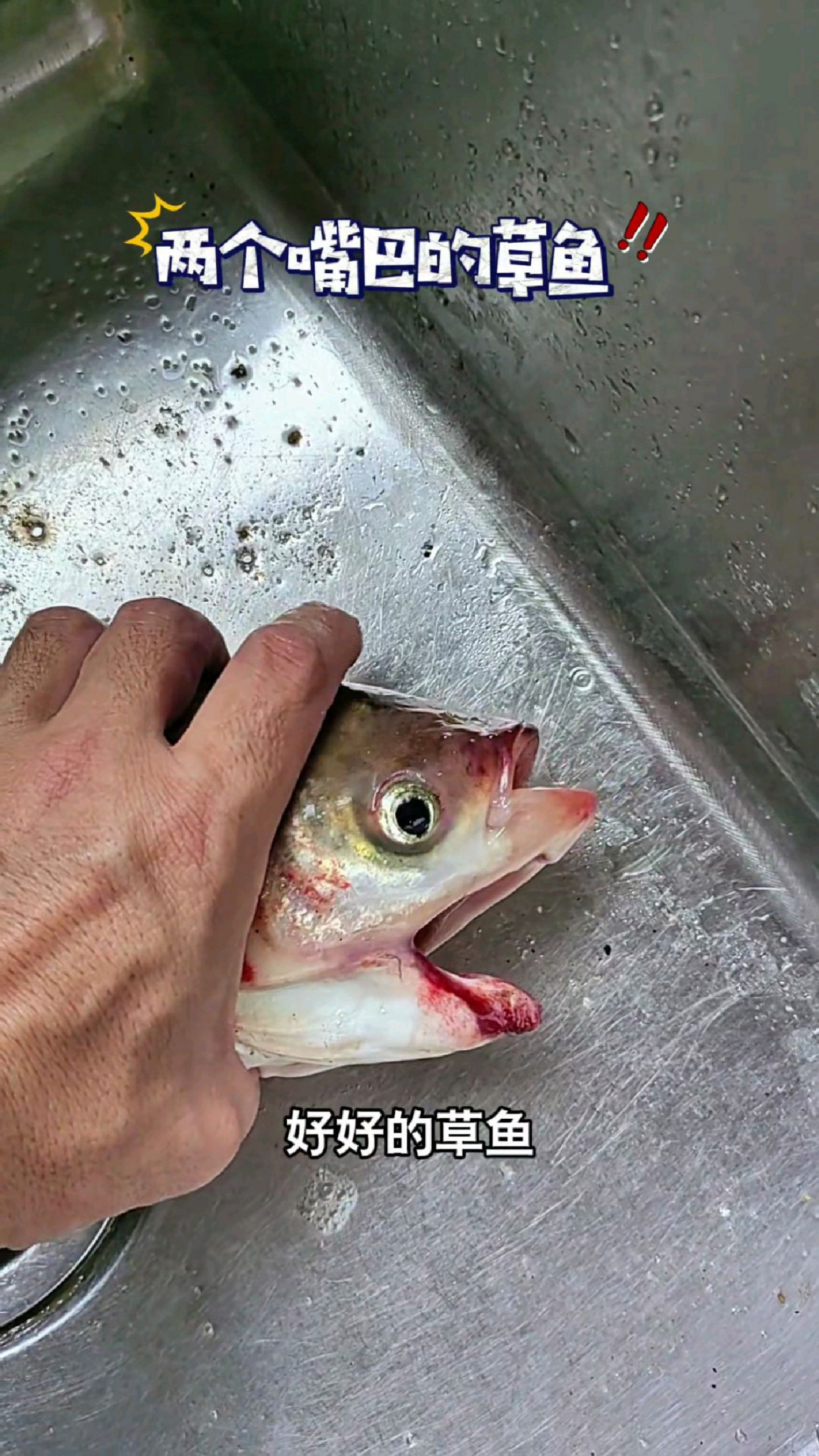 好好的草鱼,怎么长了一个这么大的鱼嘴巴呢?#我的钓鱼日记
