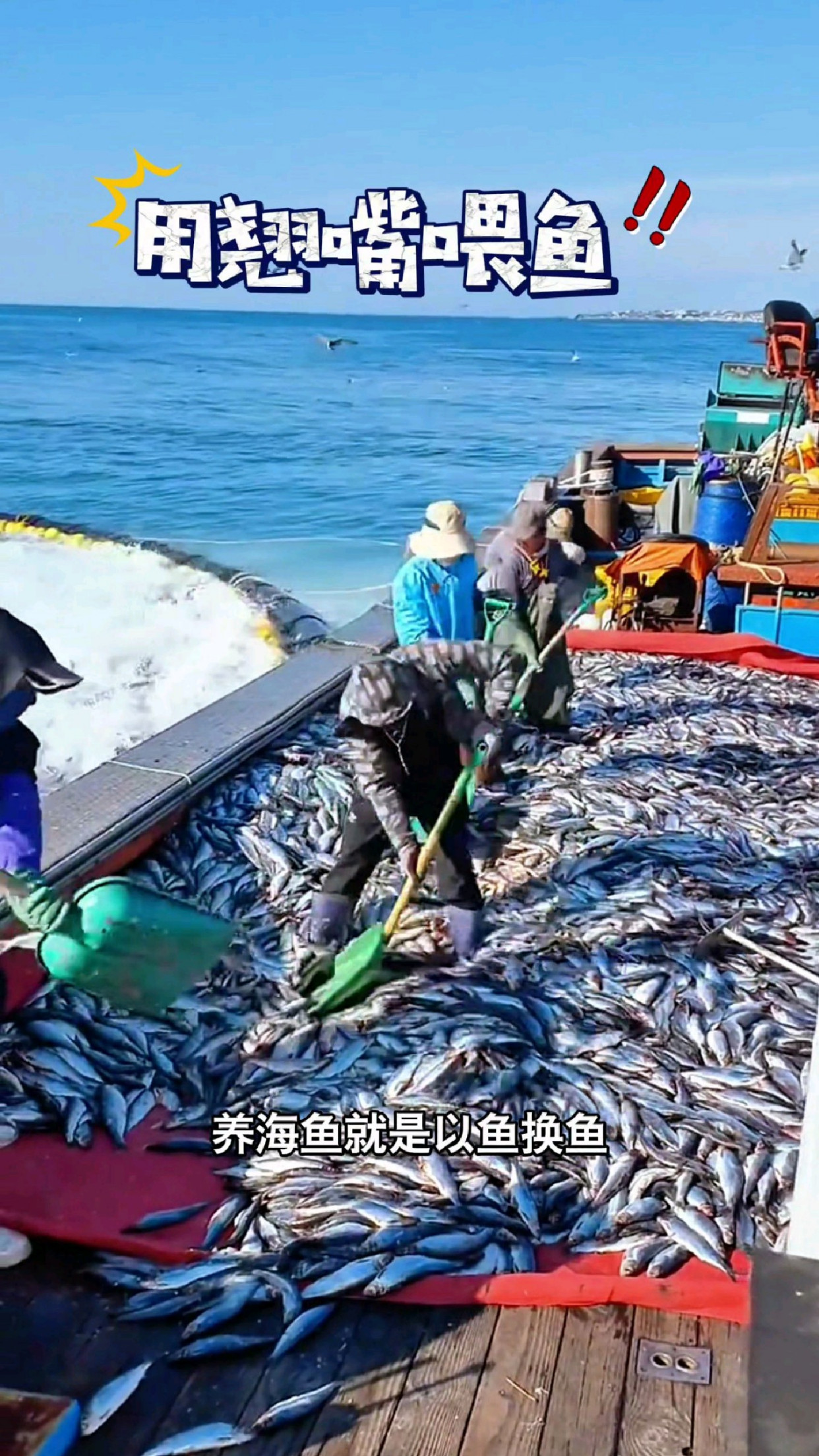 养海鱼就是以鱼换鱼,这种鱼最喜欢吃的就是肉质鲜嫩的翘嘴鱼