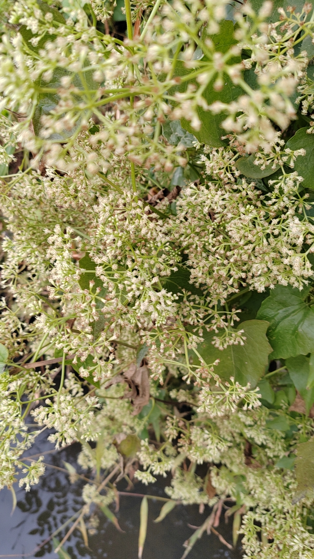 微甘菊入侵物种