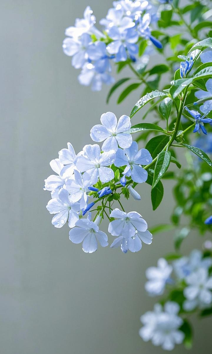 壁纸:蓝雪花