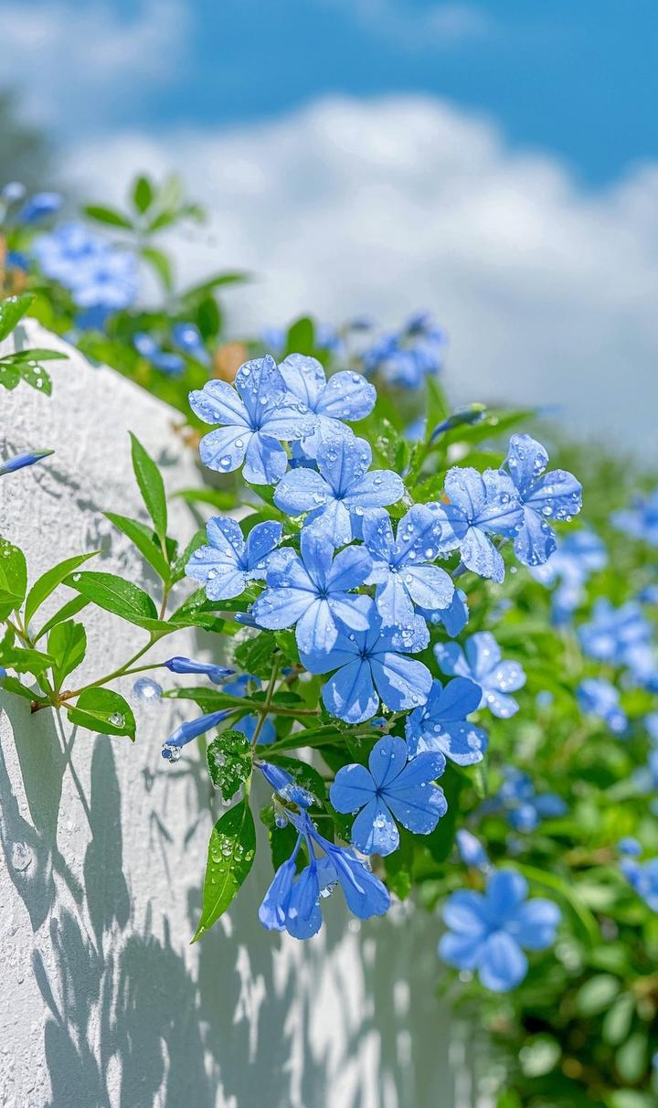 壁纸:蓝雪花